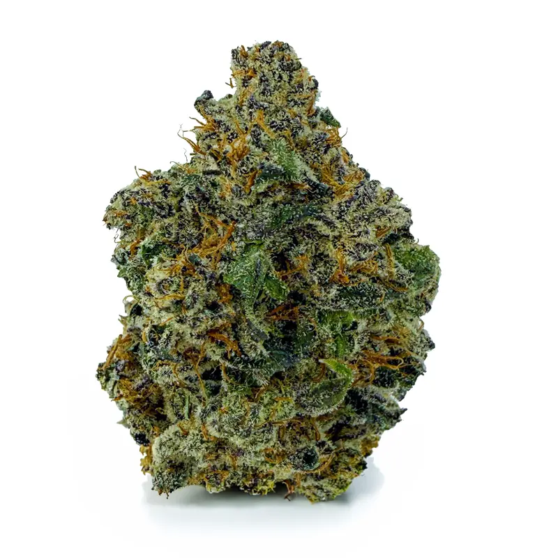 WHITE CHAMPAGNE