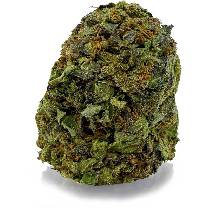 MASTER KUSH
