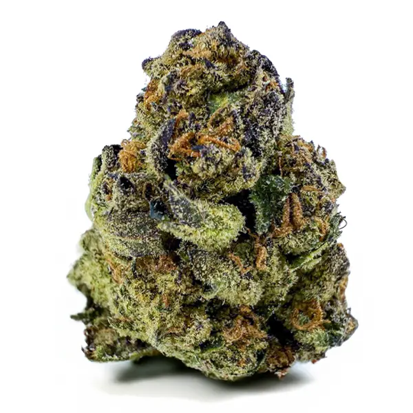 CHOCOLOPE KUSH