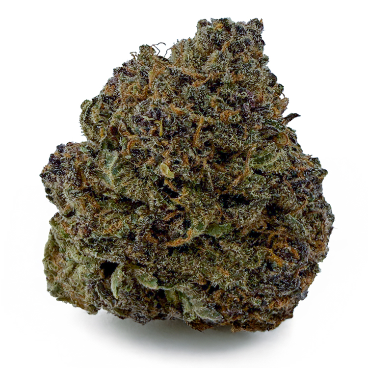 PURPLE DREAM (SH)
