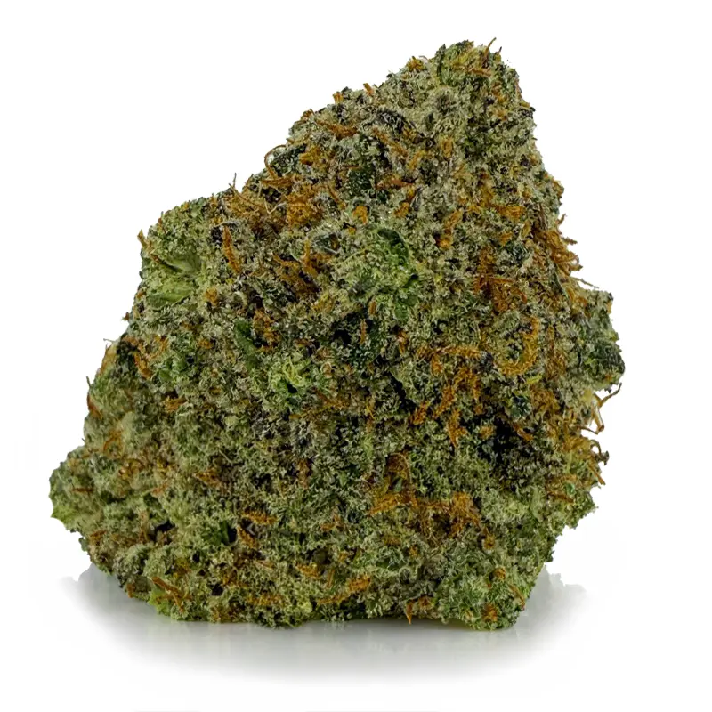 WHITE SHARK